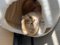 Шотландская вислоухая - Фото: 2