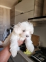 Продажа мальтийская болонка, 1500 ₪, Тель Авив